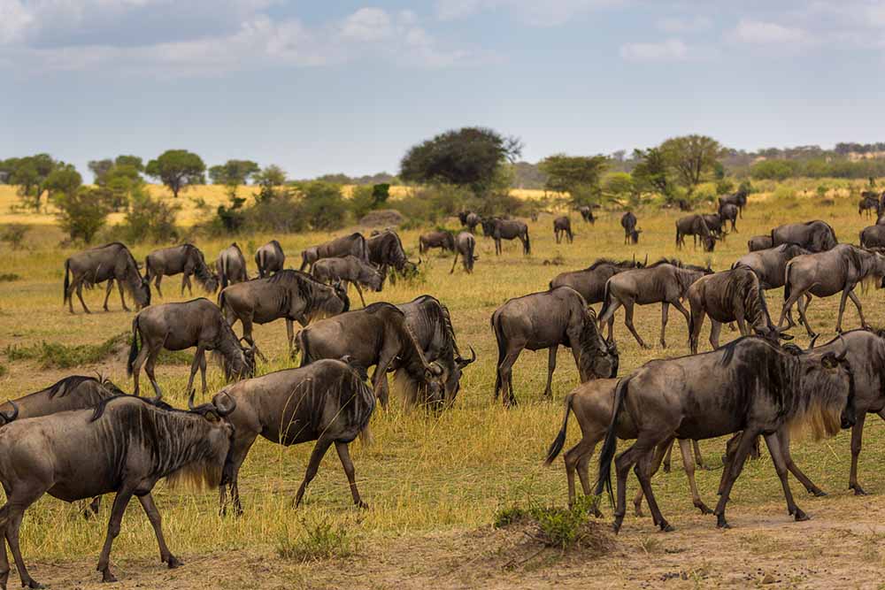 Why Tanzania is the most lovable safari destination